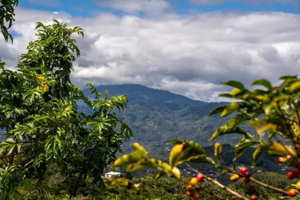 Kahve tarlasında kirazlı kahve. Manzaralı dağ manzaralı.