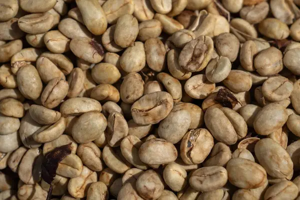 Farklı tarlalarda kahve çekirdekleri.