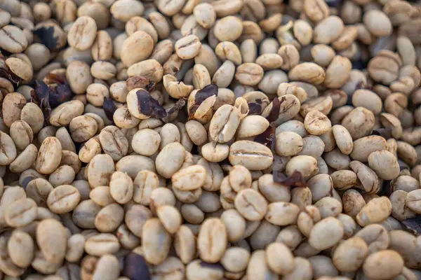 Farklı tarlalarda kahve çekirdekleri.