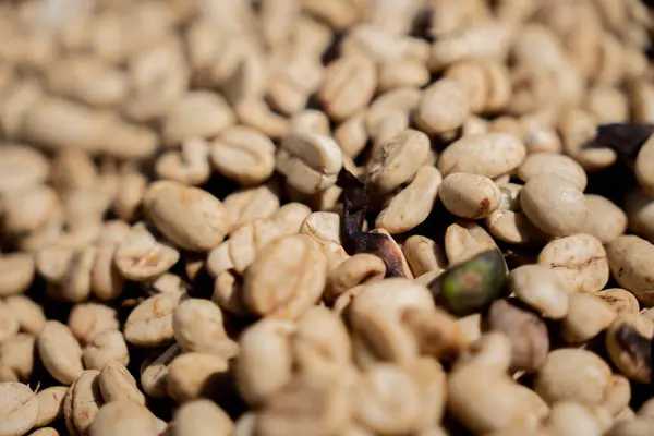 Farklı tarlalarda kahve çekirdekleri.