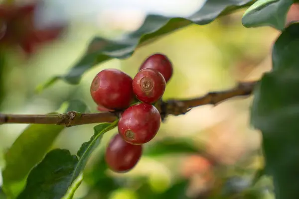 Kahve tarlasında kirazlı kahve. Manzaralı dağ manzaralı.