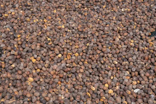 Farklı tarlalarda kahve çekirdekleri.