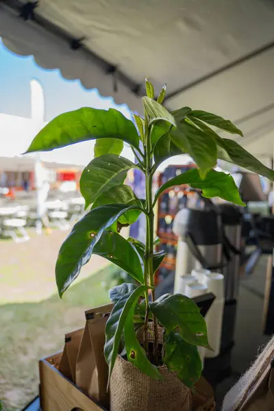 Bir açık hava etkinliğinde Çuval Çuval İçinde Genç Kahve Fabrikası