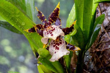 Tropikal Ormanda Su Damlacıklarıyla Benekli Egzotik Orkide