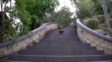 Köpek merdivenlerden çıkıyor.