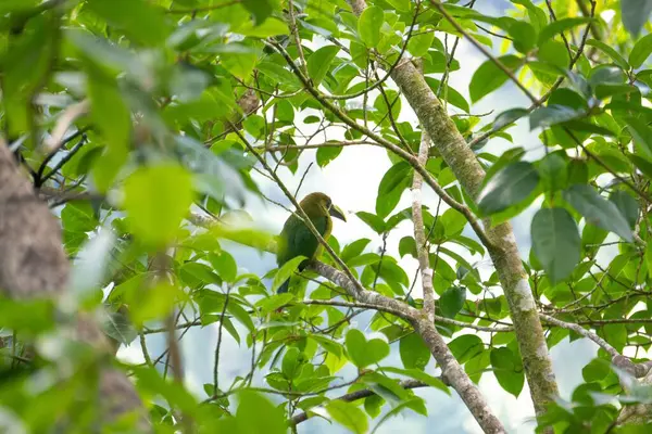 Orman Yaprakları Arasında Dinlenen Renkli Yeşil Kuş