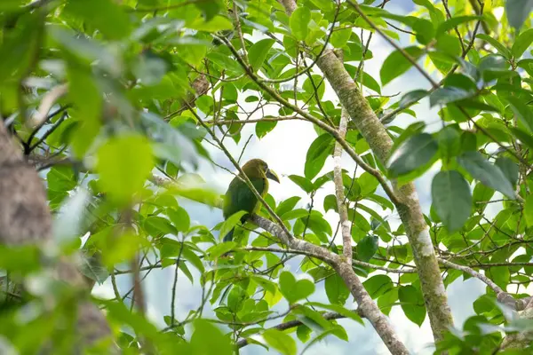 Yeşil Tropikal Kuş, Yağmur Ormanları Tepesinde Dallara Tüymüş