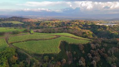 Kahve bitkileriyle Hillside Tarım Alanı
