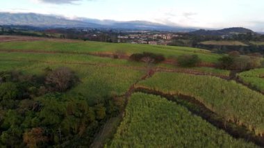 Kırsal Arazide Merkez Ağacı olan Kahve Çiftliğinin Havadan Görünümü