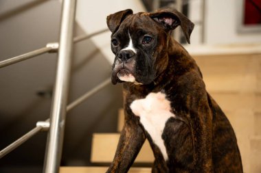 Üzgün Gözleriyle Genç Boksör Yavrusu İçerde