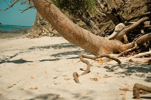 Uzak kumsalda, deniz kenarındaki eğri ağaç gövdesi.