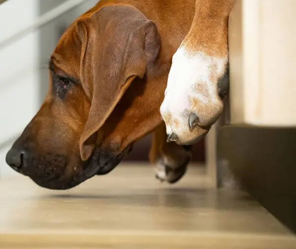 Sakin ol Rodezyalı Sırt Sırtı basamaklarda yatıyor