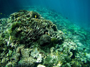 Bali, Nusa Penida yakınlarında sualtı ovean sahnesinde mercan ağarması ve deniz yaşamı görülüyor. Akropora ve Pocillopora da dahil olmak üzere çeşitli mercan türleri sağlıklı ve ağarmış kolonilerin karışımından oluşur..