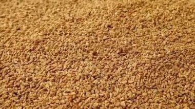 Anason tohumları tam kare arkaplan, mikro çekim, dönme, şifalı otlar ve baharatlar üzerine düşer