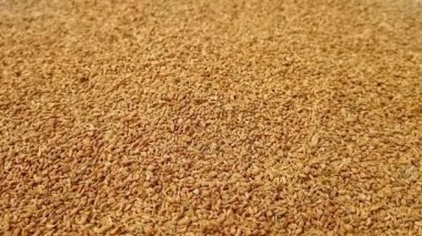 Çekirdekler tam kare arkaplan, kenar görünüm döngüsü döngü, kapanış, bitkiler ve baharatlar