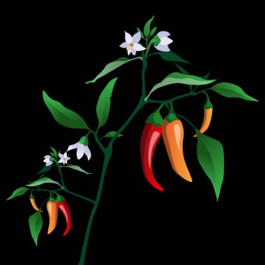 Olgun Kırmızı Biberli Sert Biber Bitkisi