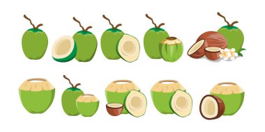 Tasarım Kullanımı için Tropikal Hindistan Cevizi Vektörü İllüstrasyonu