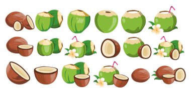 Tasarım Kullanımı için Tropikal Hindistan Cevizi Vektörü İllüstrasyonu