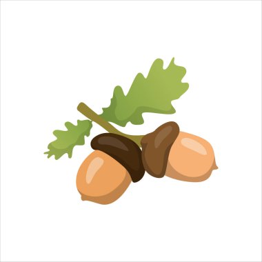 Orman zemininde meşe tohumu tohumu