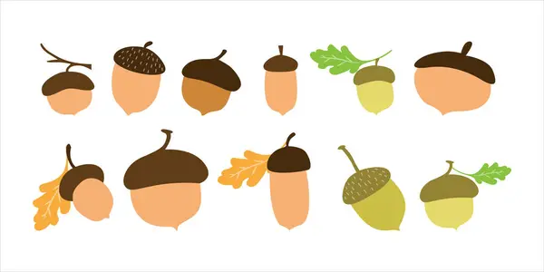 stock vector Realistic Acorn Vector Illustration for Nature Designs