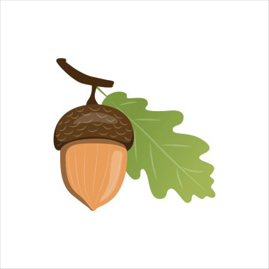 Kudretli Meşe Ağacının Meşe Tohumu