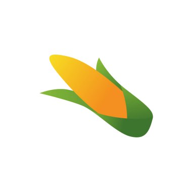 Güneş Işığı Tarlasında Altın Mısır Koçanları, Hasat Sezonu