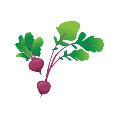 Sağlıklı Organik Yiyecekler İçin Vektör Pancar Çizimi