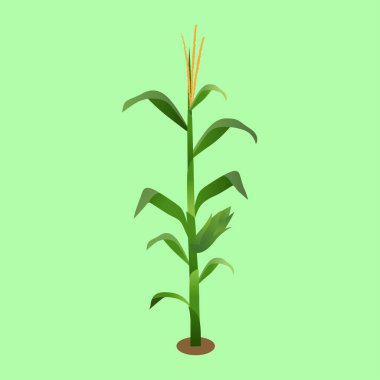 Mısır Bitkisi ve Koçanların Vektör İllüstrasyonu