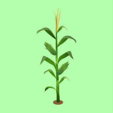 Mısır Bitkisi ve Koçanların Vektör İllüstrasyonu