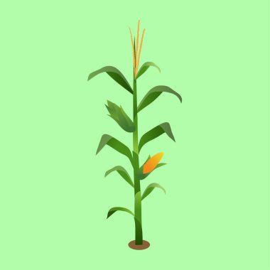 Mısır Bitkisi ve Koçanların Vektör İllüstrasyonu