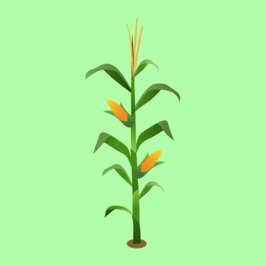 Mısır Bitkisi ve Koçanların Vektör İllüstrasyonu