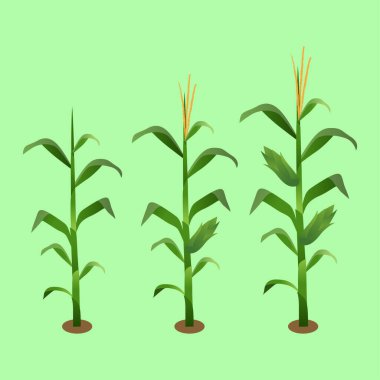 Mısır Bitkisi ve Koçanların Vektör İllüstrasyonu