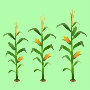 Mısır Bitkisi ve Koçanların Vektör İllüstrasyonu