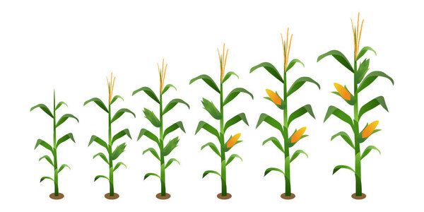 Vector Illustration of Corn Plant and Cobs
