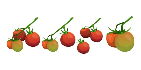 stock vector Fresh Tomato Vegetables in Organic Home Garden