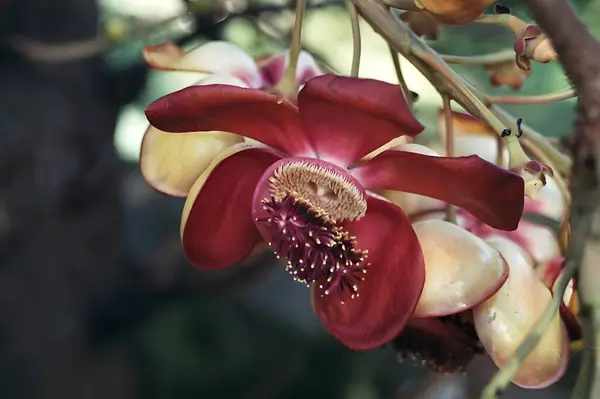 Maui, Hawaii 'de inanılmaz bir çiçek