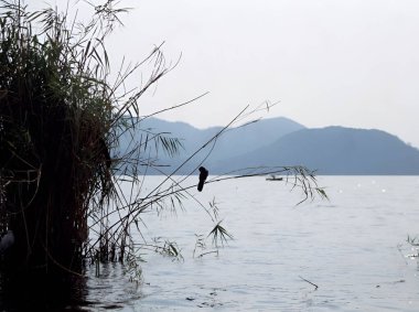 Blackbird gözlem gölü, Catemaco, Los Tuxtlas, Veracruz