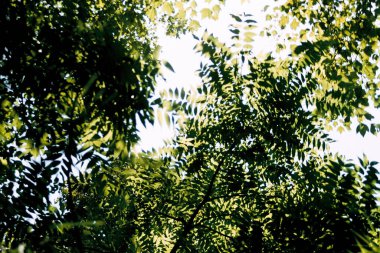 Yaprakların arasından süzülen güneş ışığı, dalgalar gibi.