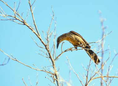 Kurumuş ağaçtaki bir kuş.