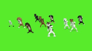 Köpek dans videosu yeşil ekran arka planı 