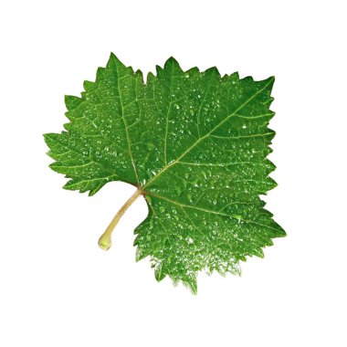 Beyaz arka plan üzerinde izole modern buzdolabı