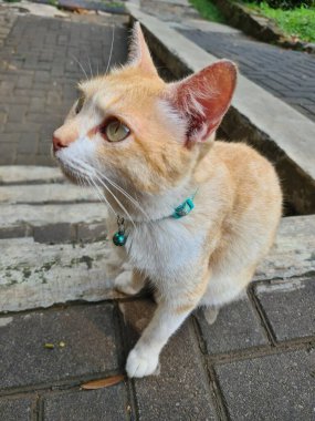 Mavi yakalı turuncu bir kedi bankta oturur ve kafasını kaldırır.