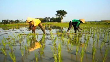 İki çiftçi geleneksel yöntemle pirinç ekiyor, makineler kullanmadan ve sabahları geleneksel bambudan yapılmış şapkalar takarak.