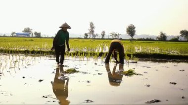 İki çiftçi geleneksel yöntemle pirinç ekiyor, makineler kullanmadan ve sabahları geleneksel bambudan yapılmış şapkalar takarak.