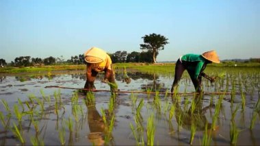 İki çiftçi geleneksel yöntemle pirinç ekiyor, makineler kullanmadan ve sabahları geleneksel bambudan yapılmış şapkalar takarak.