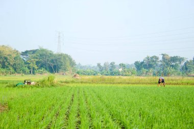Bir çiftçi geleneksel yollarla pirinç ekiyor. Makineler kullanmadan ve sabahları geleneksel bambudan yapılmış şapkalar takarak.