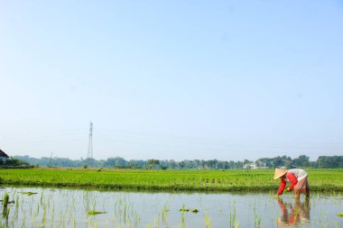  Çiftçi geleneksel yollarla pirinç ekiyor. Makineler kullanmadan ve sabahları geleneksel bambudan yapılmış şapkalar takarak.