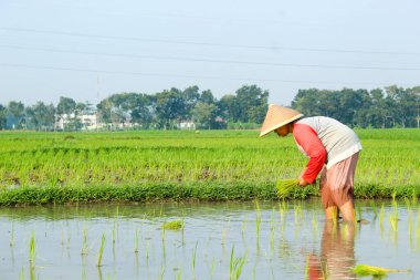  Çiftçi geleneksel yollarla pirinç ekiyor. Makineler kullanmadan ve sabahları geleneksel bambudan yapılmış şapkalar takarak.