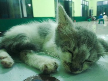 Beyaz, kahverengi ve siyah kürklü şirin bir kedi, şirin bir yüzü, belli bir yöne bakan bir çift güzel gözü var. Kedi yavrusu terastaki beyaz bir masa çantasının üzerinde dinleniyor. Yakın çekim.