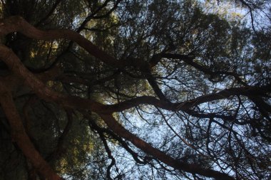 Purworejo, plaj ve jaatimalang 'daki sığ Chacmuchuc gölünde yetişen mangrovlar.